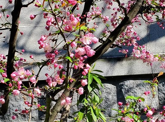 綺麗な花