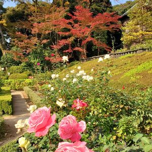 旧古川庭園
